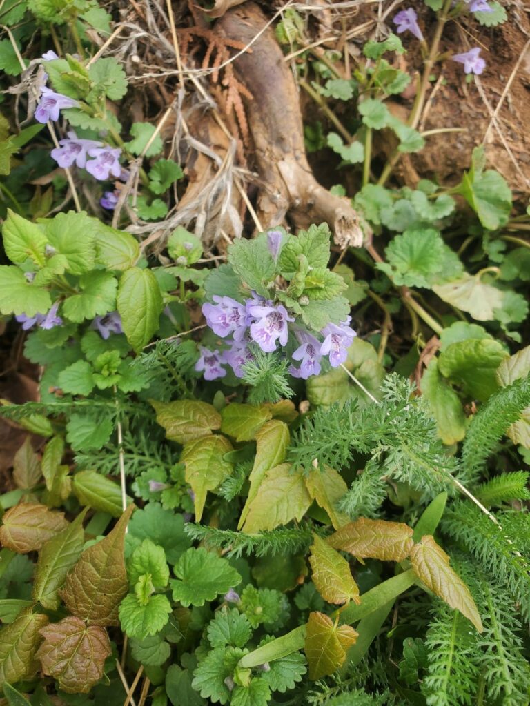 What are these plants? (The saplings and the plants with purple flowers) MD