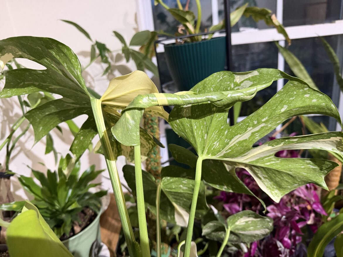 Is this the Right Angle for new growth? Is this the Right Angle for new growth?