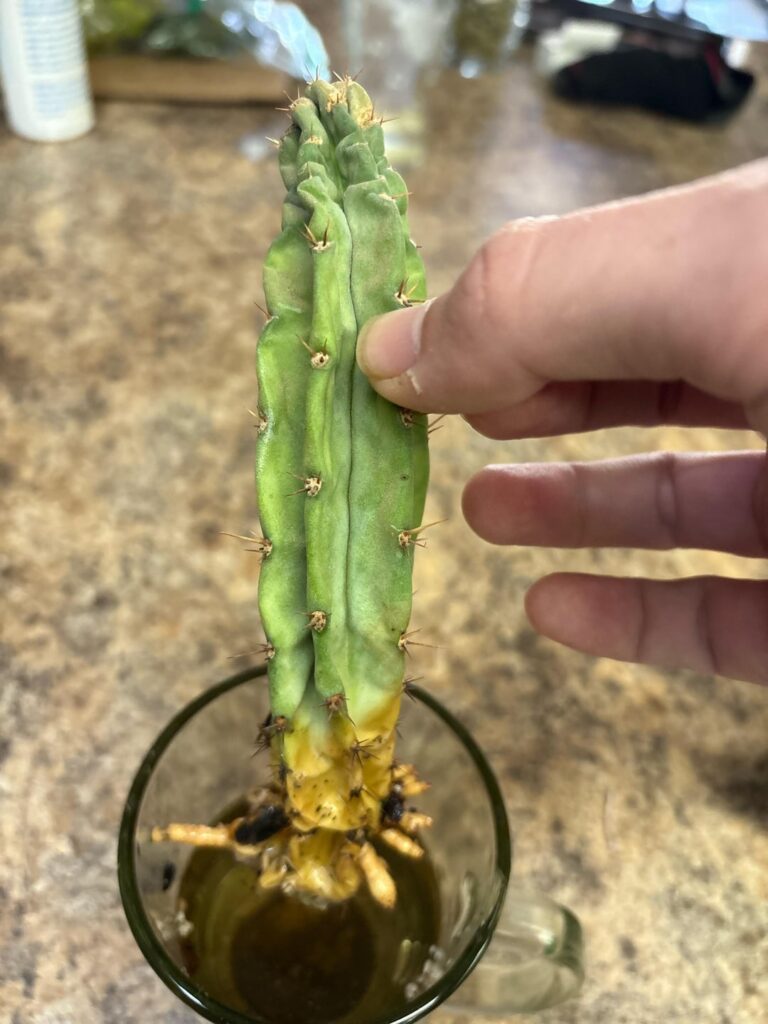 Will it rot or recover? Cast your vote in the comments!