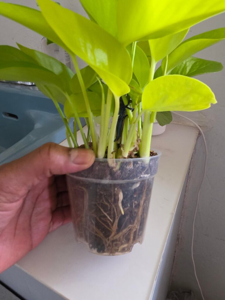 Is it time for a bigger pot?