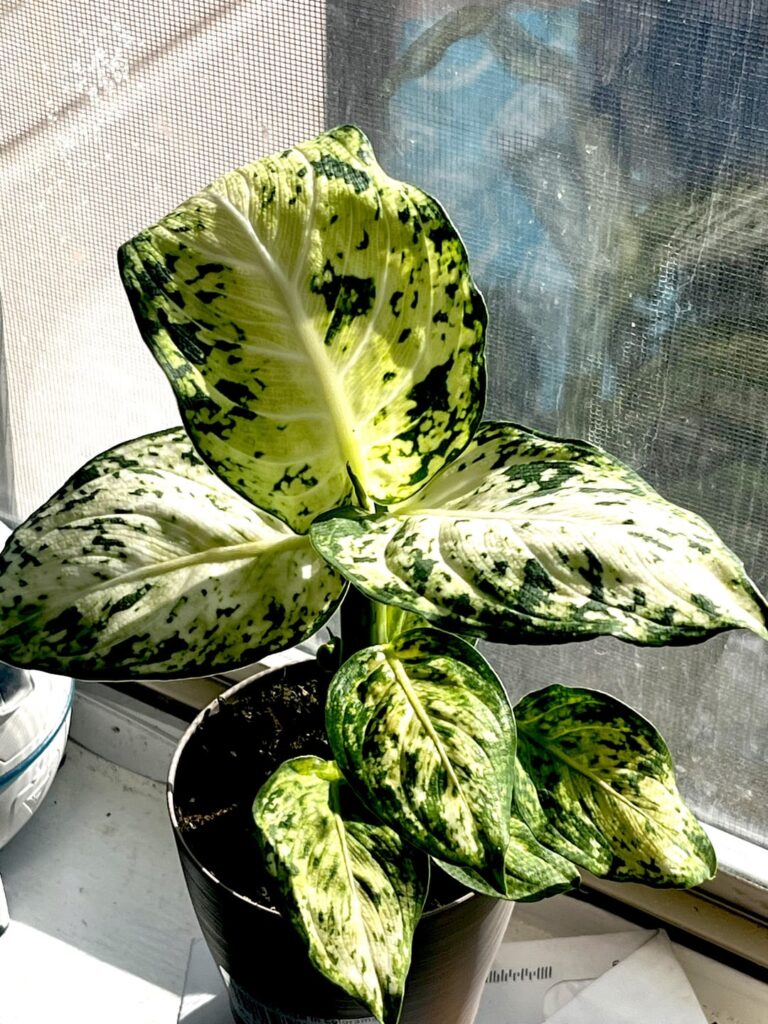 My two new plant kids 🥰💚🌿
