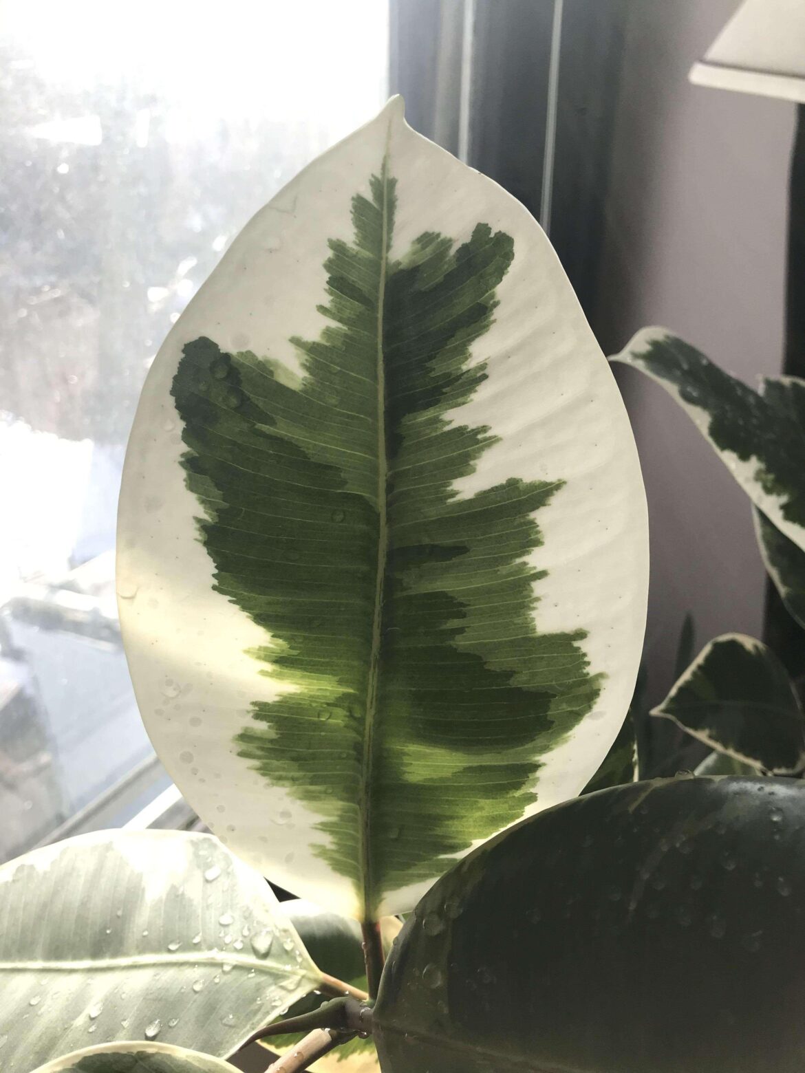 Favorite leaf on my favorite plant. Looks like green watercolor paint on a white leaf.