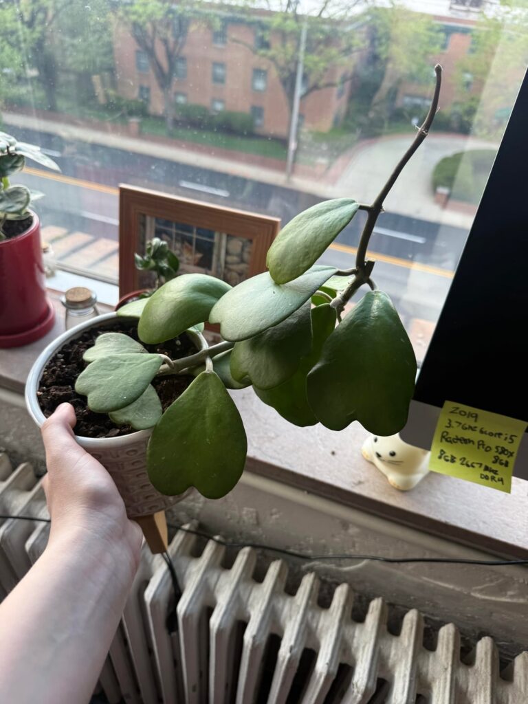 Should I get a trellis for these Hoyas? Should I get a trellis for these Hoyas?