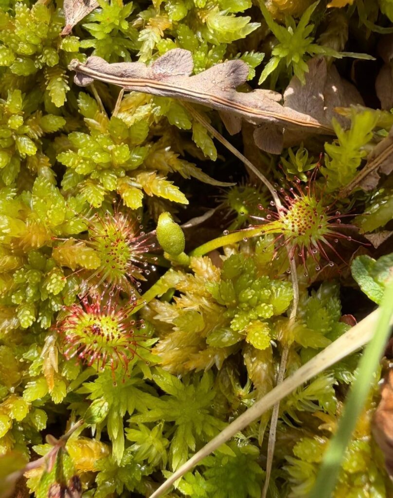 Wild Drosera and Sarracenia