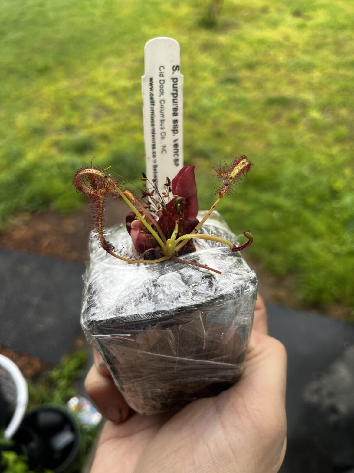 I did not order this sundew. But I’m not complaining.