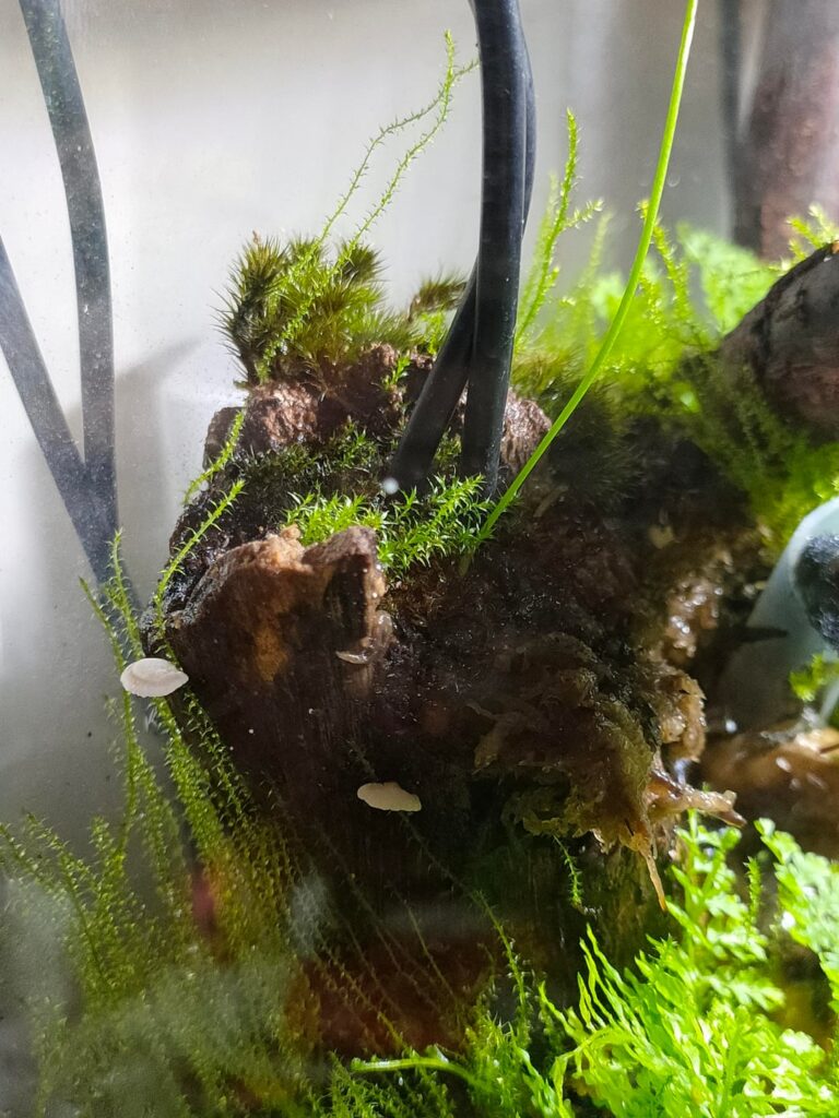 Tiny Mushrooms in my first Paludarium Tiny Mushrooms in my first Paludarium