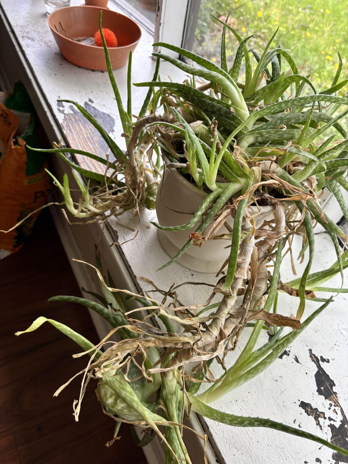 I know Aloe Plants tend to thrive in neglect … but I think I’ve taken this too far. Time to intervene.