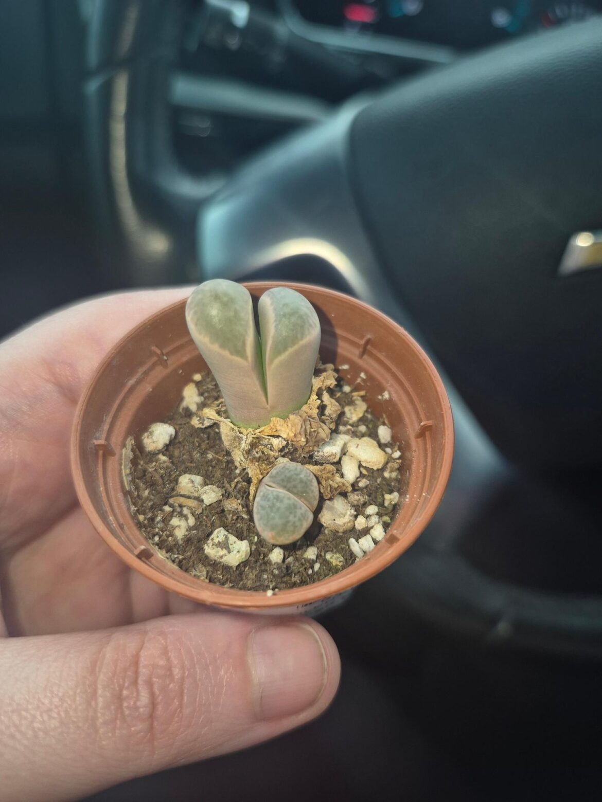 C. praesectum or Lithops?