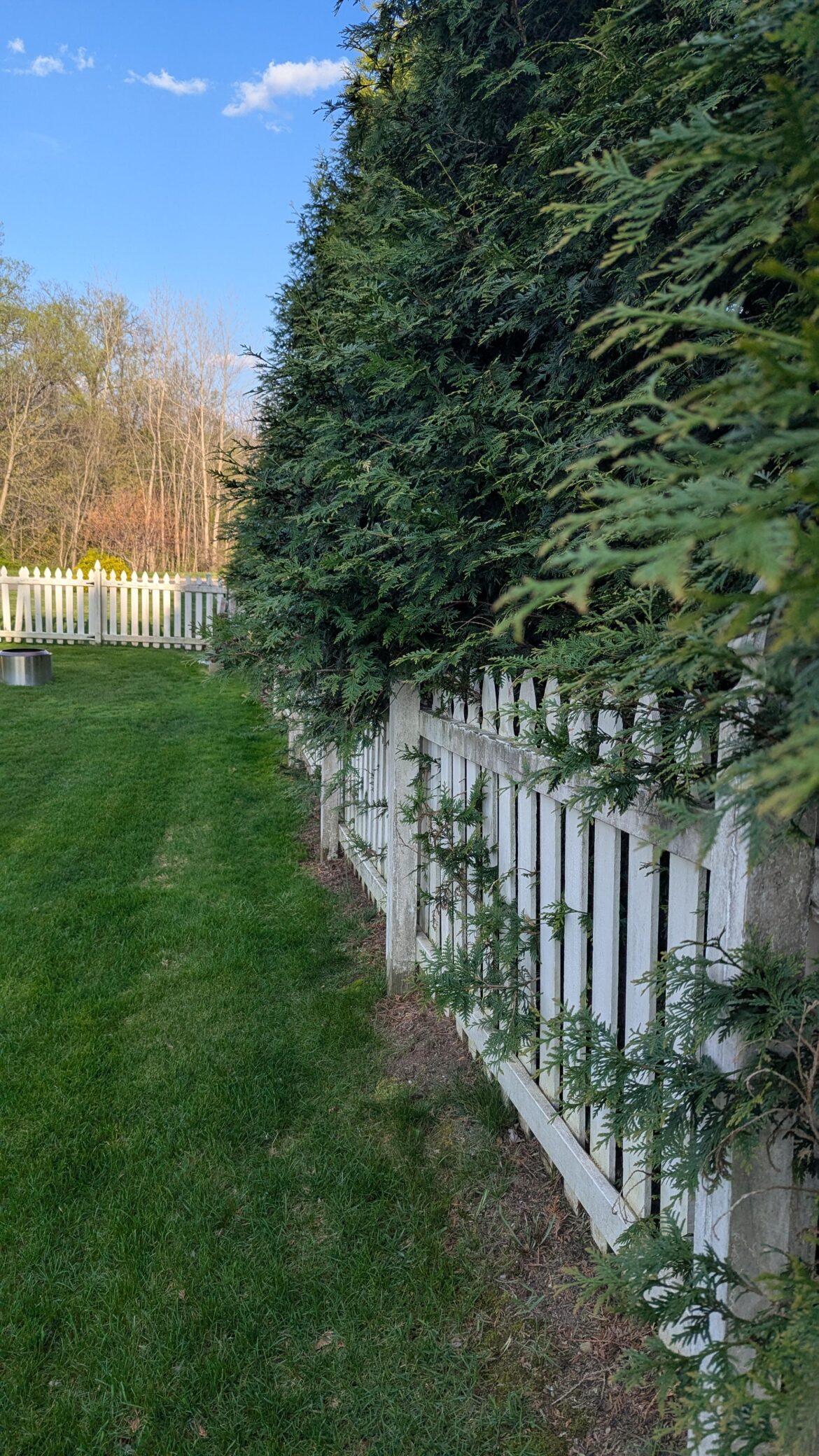 Can I trim these back?