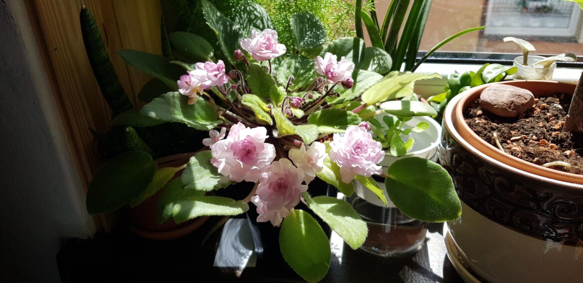 My Lituanika in bloom