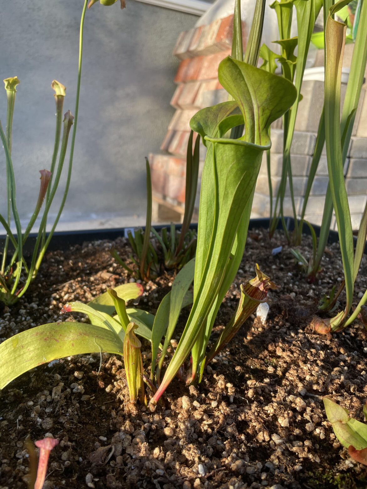 Behold! My tiny first vs second set of oreophila pitchers Behold! My tiny first vs second set of oreophila pitchers