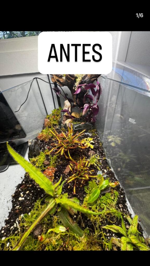 Terrario plantas carnívoras 2.0