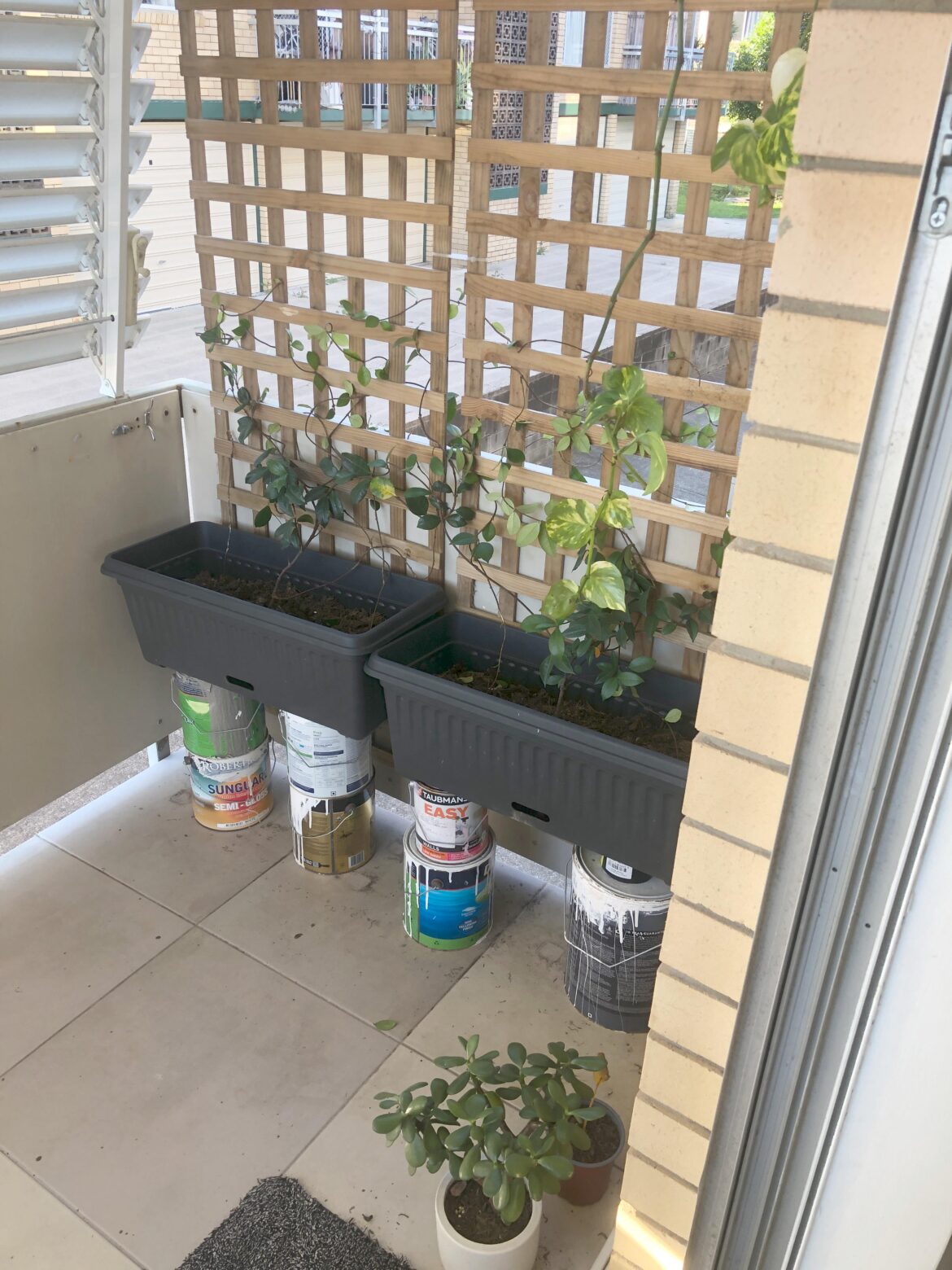 Star Jasmine - No growth