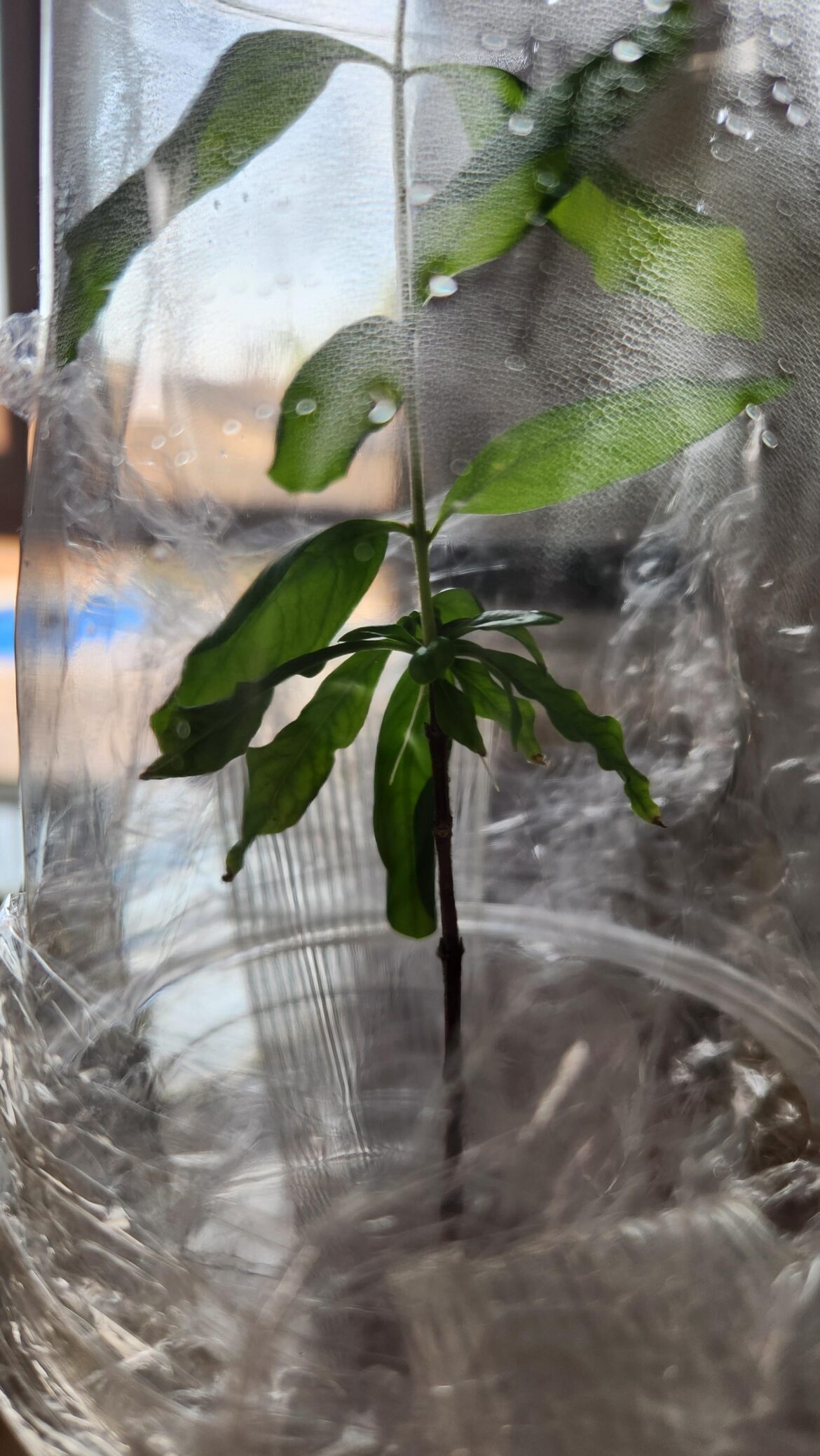 Need help with my pomegranate cutting Need help with my pomegranate cutting