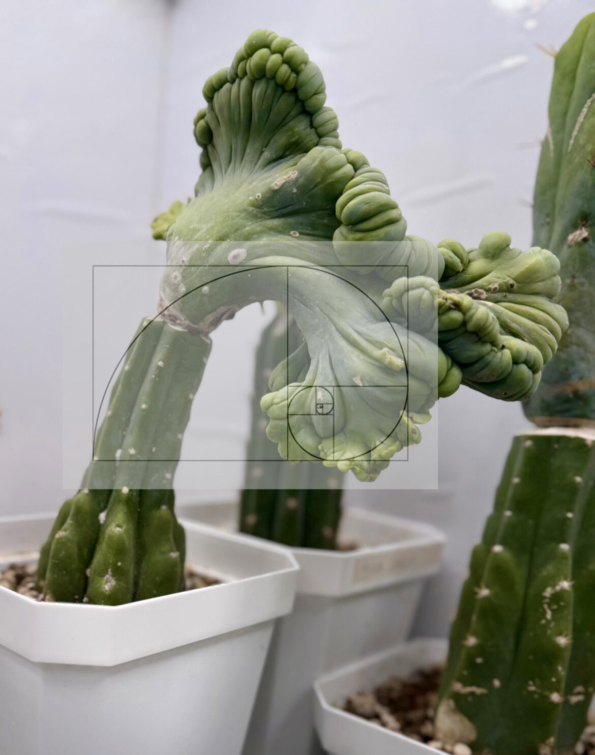 The Fibonacci sequence is everywhere.