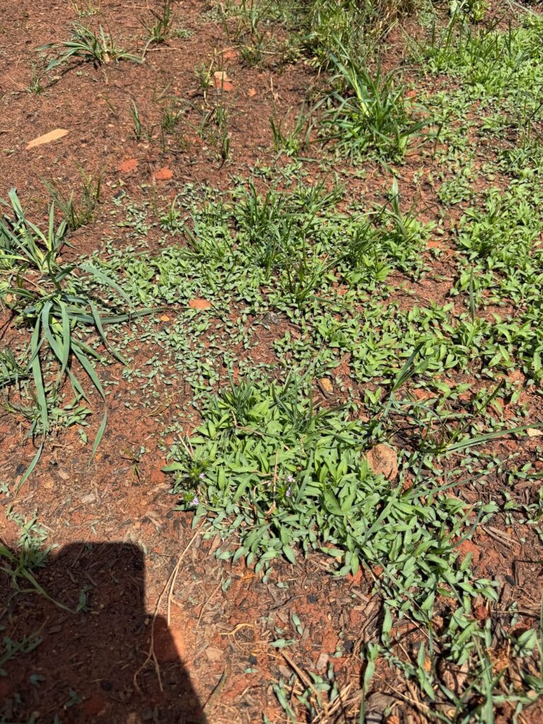 Planting White Clover; what is this?