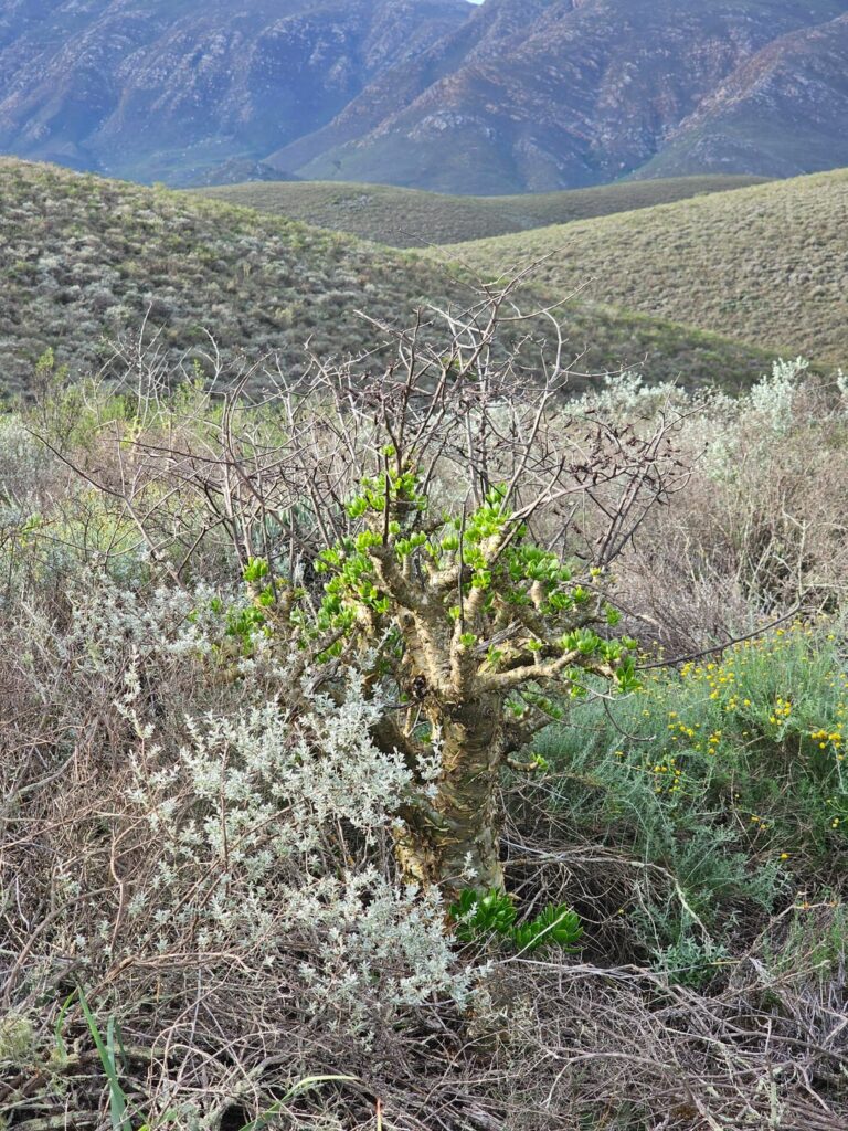 Some Tylecodon paniculatus growing in its native range