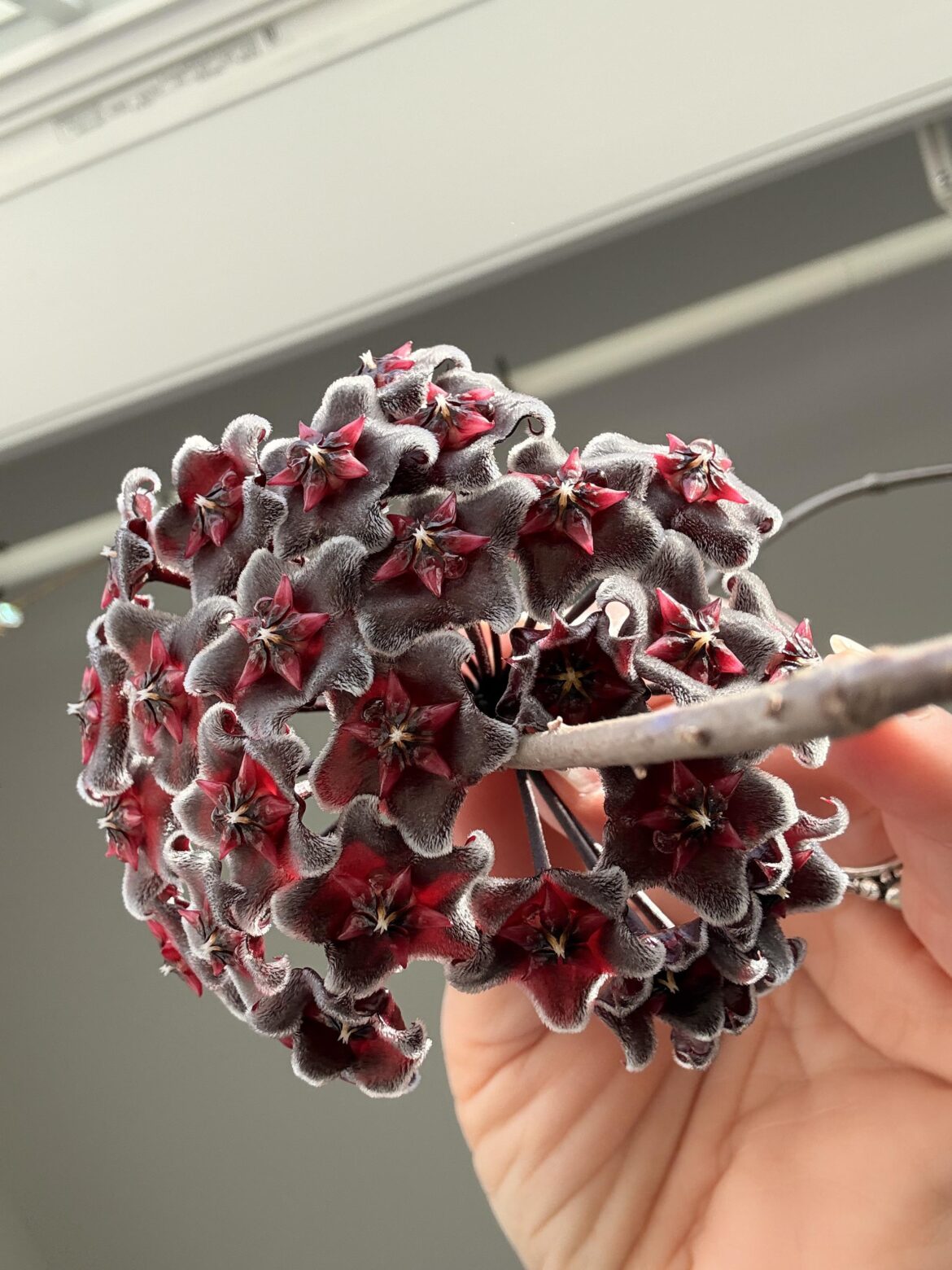 Blooming Hoya!