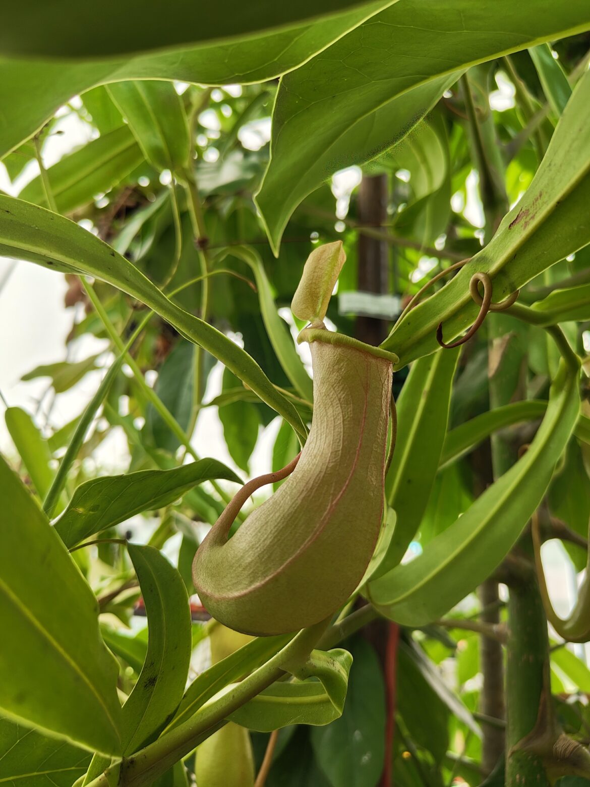 Greenhouse pitcher