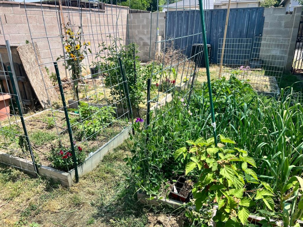 My garden so far this year ☺️ My garden so far this year ☺️