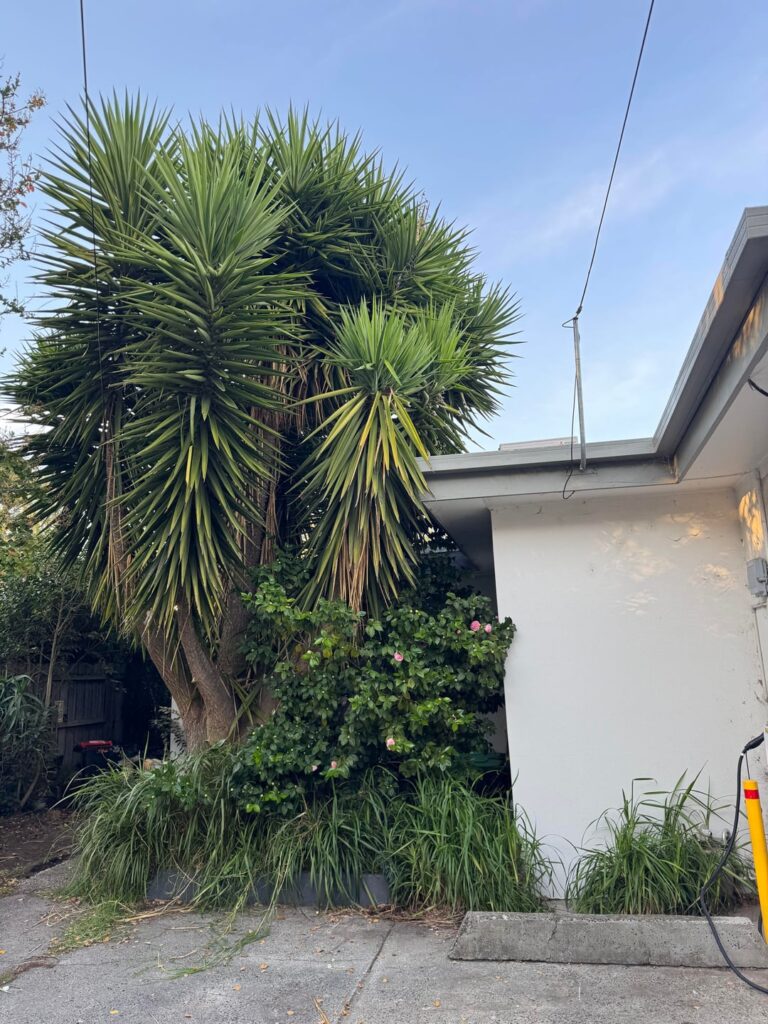 Biggest Yucca on earth?