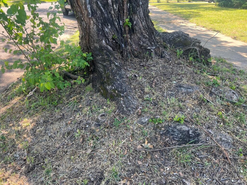 What could I do to make this area between the sidewalk and street more attractive without damaging the tree?