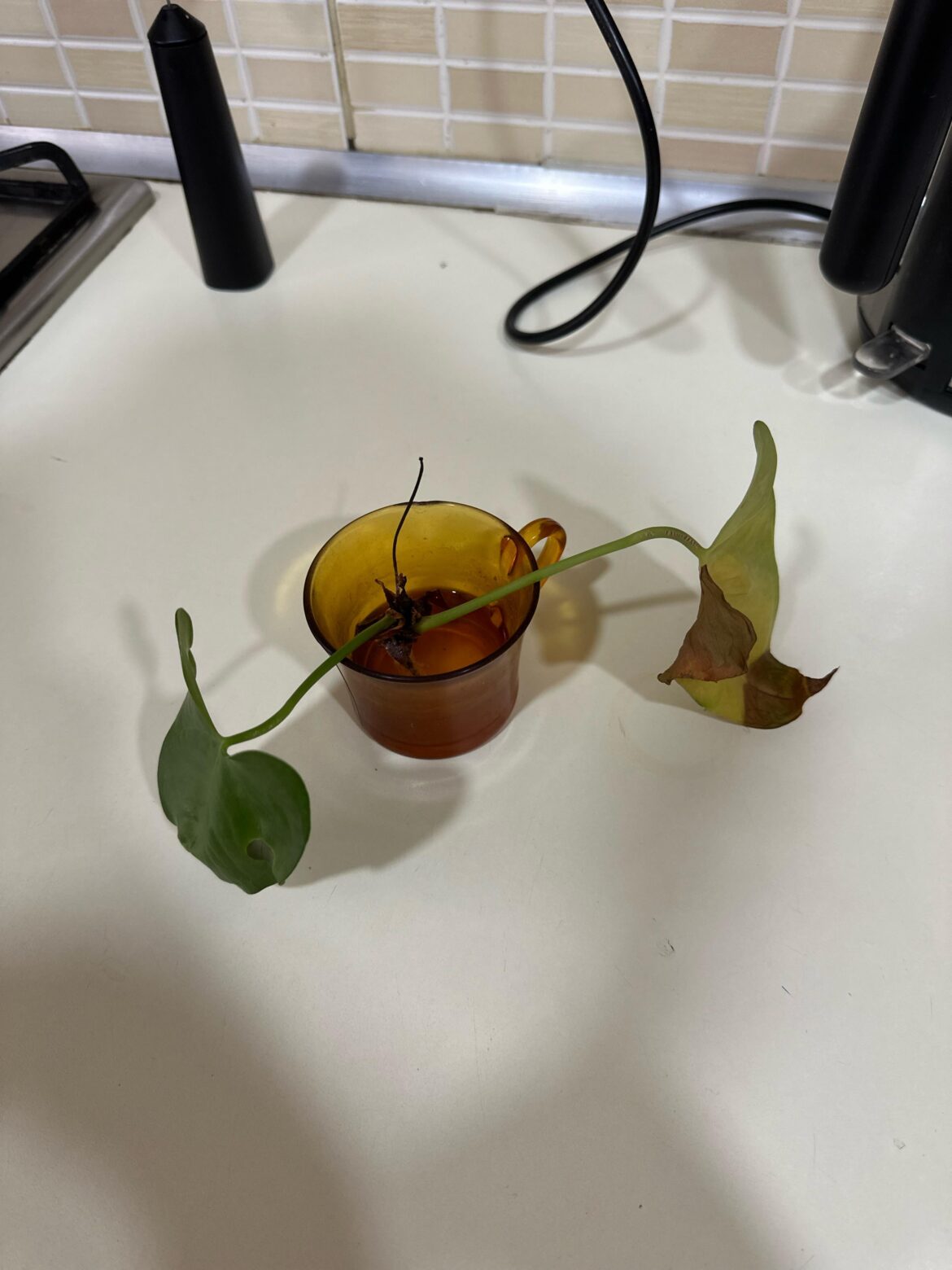 My philodendron won't root! (Complete beginner here)