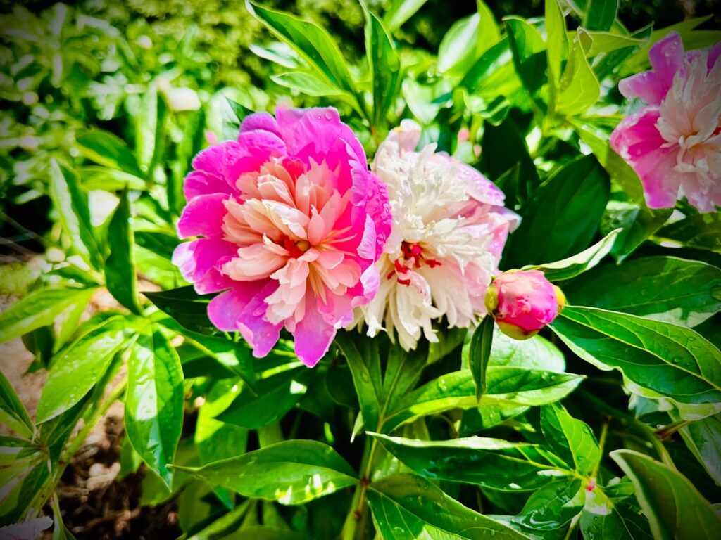 Peonies at the park