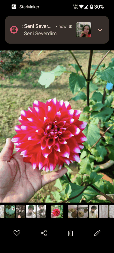 Dhalia it's botanical name is Dhalia pinnata