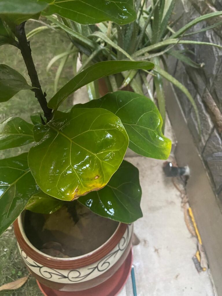 Help – is this due to over watering or heat damage? Help - is this due to over watering or heat damage?