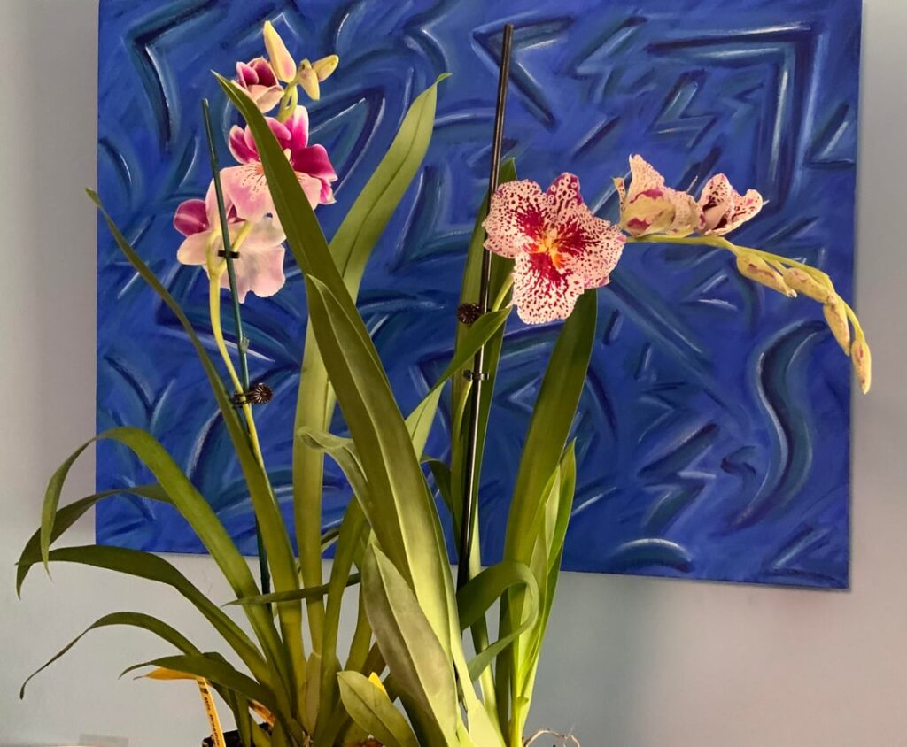 Miltoniopsis Breathless Fireworks