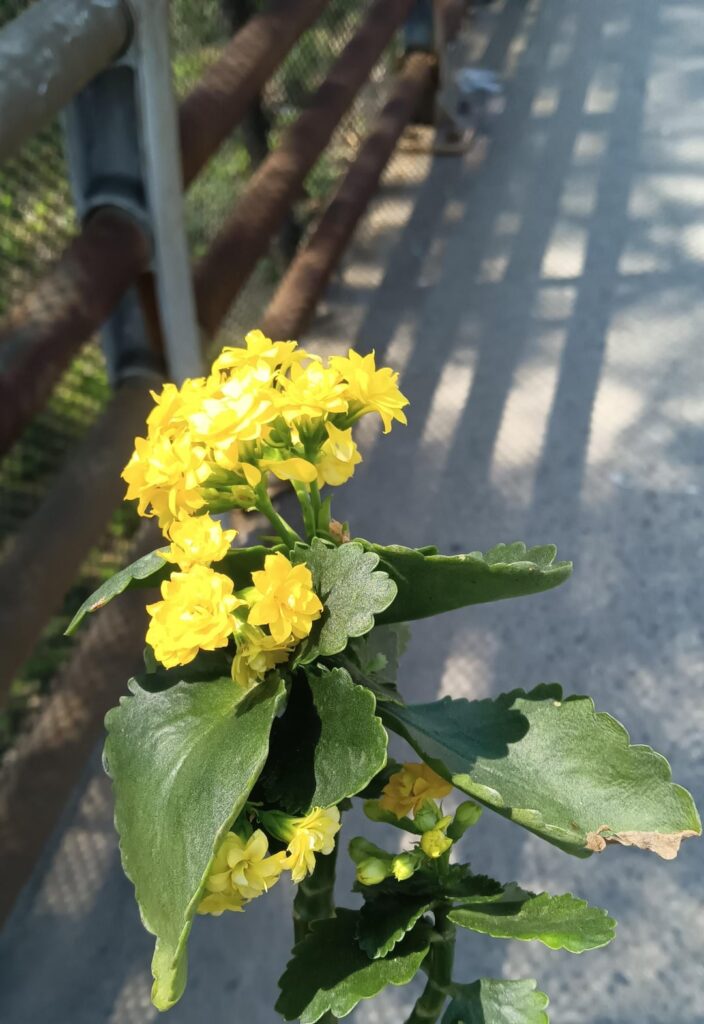 Found this (I think Kalanchoe) on the ground. How can I get it to grow? Zone 7b Found this (I think Kalanchoe) on the ground. How can I get it to grow? Zone 7b