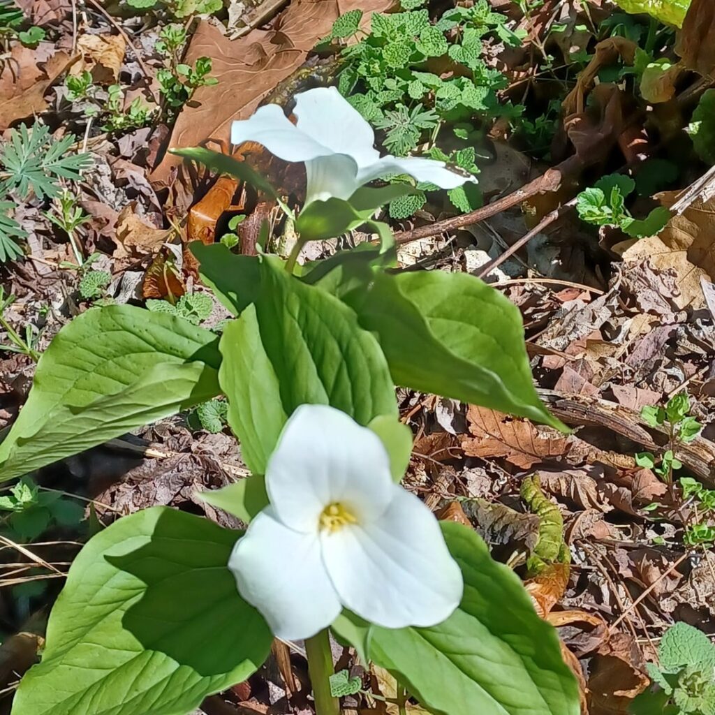 It's spring, and these beauties are in bloom. Southwest PA