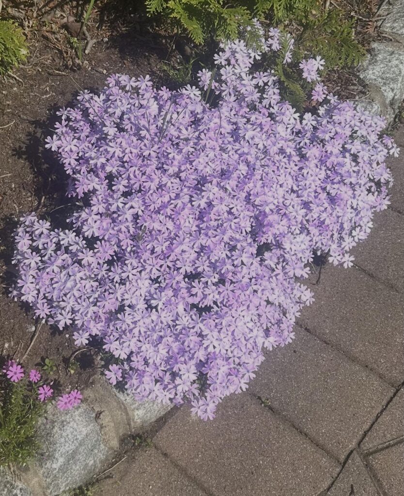 Creeping purple phlox part 2! 💜