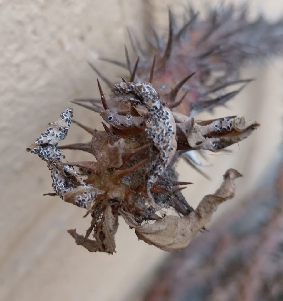 Help! My Christ’s thorn has died from a strange, fungus-like pest… What should i do to my other plants? Help! My Christ's thorn has died from a strange, fungus-like pest... What should i do to my other plants?