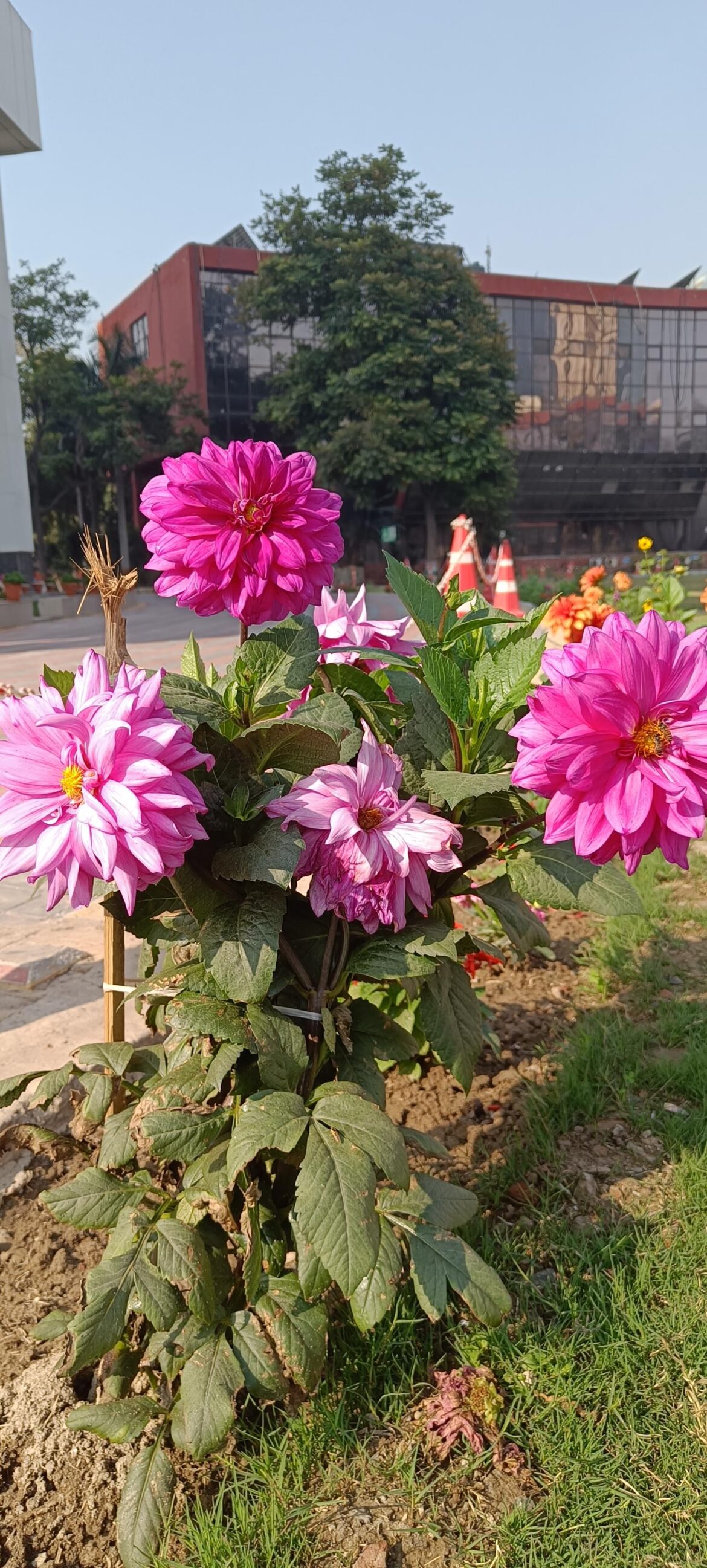 Bloom