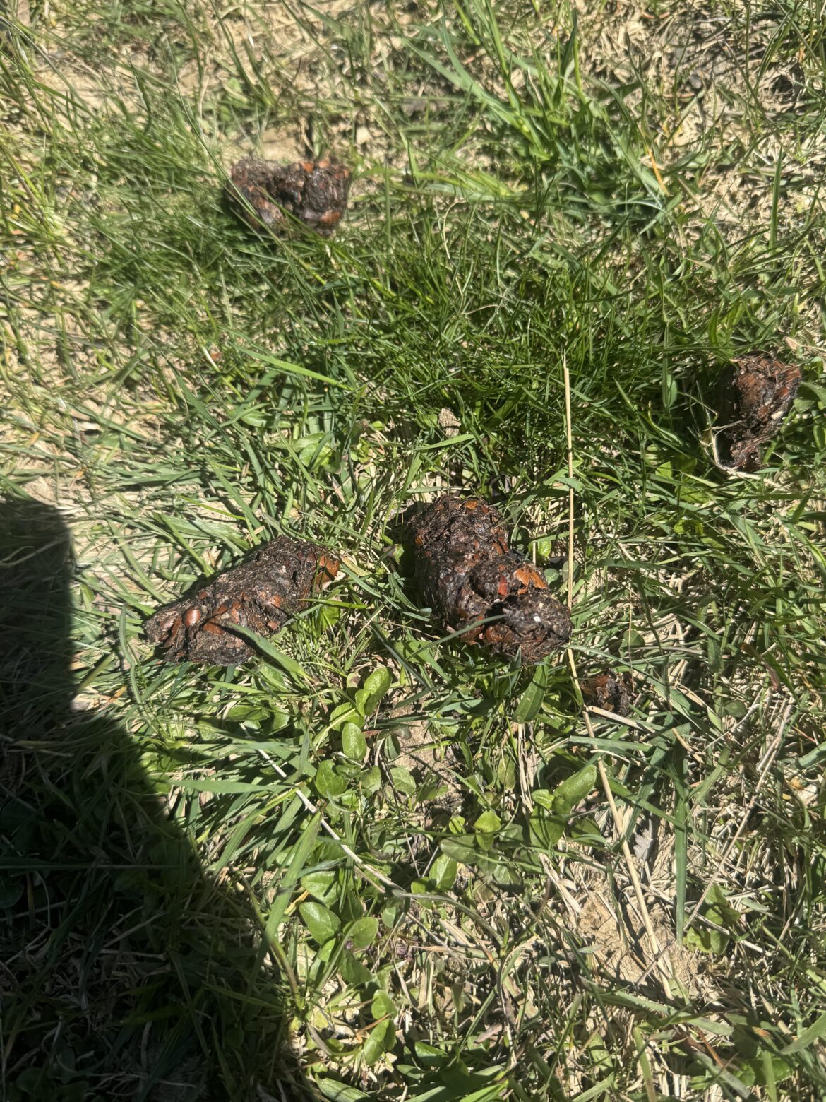 What kind of shit is this?