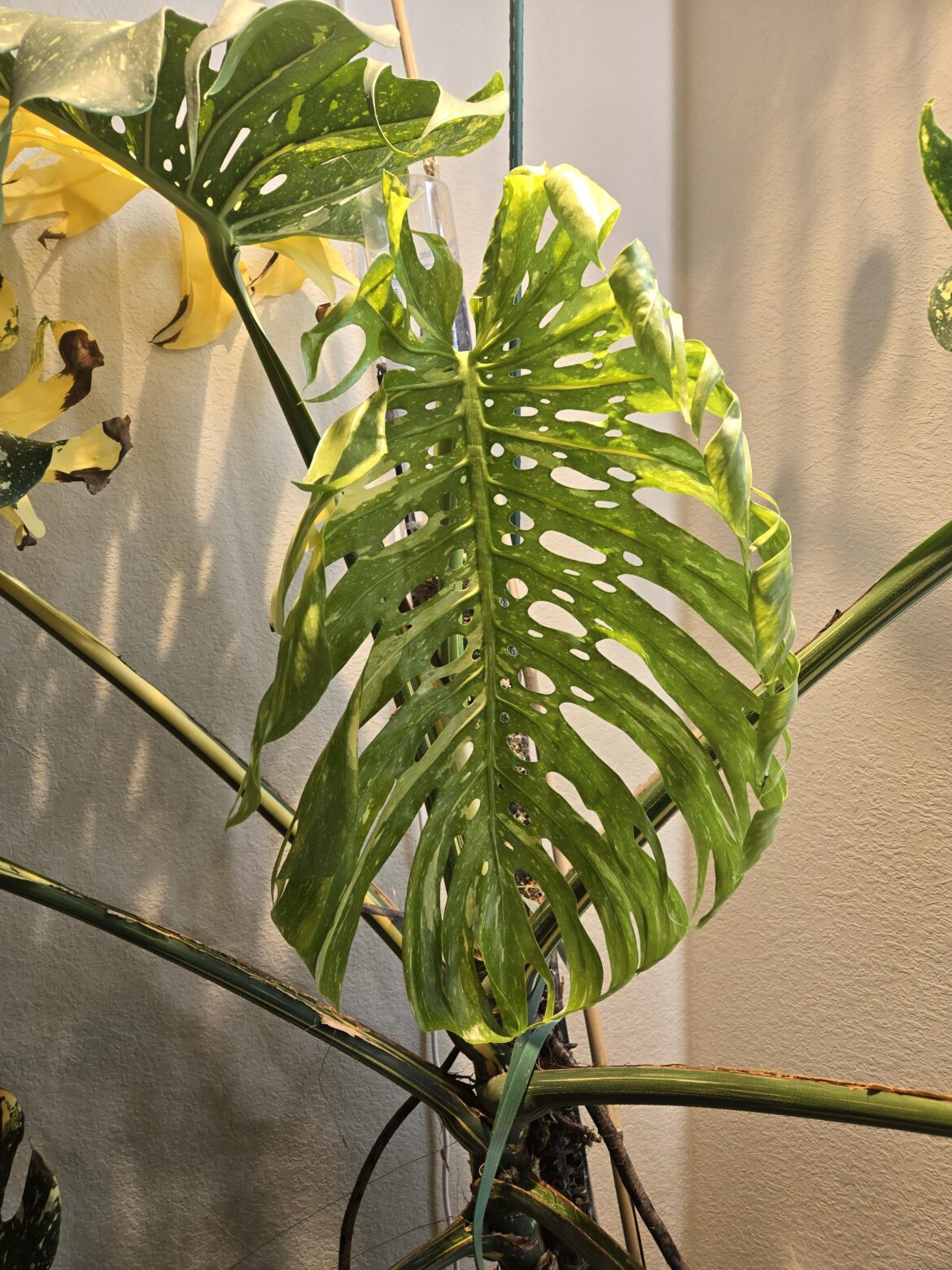 Newest leaf on my Thai con