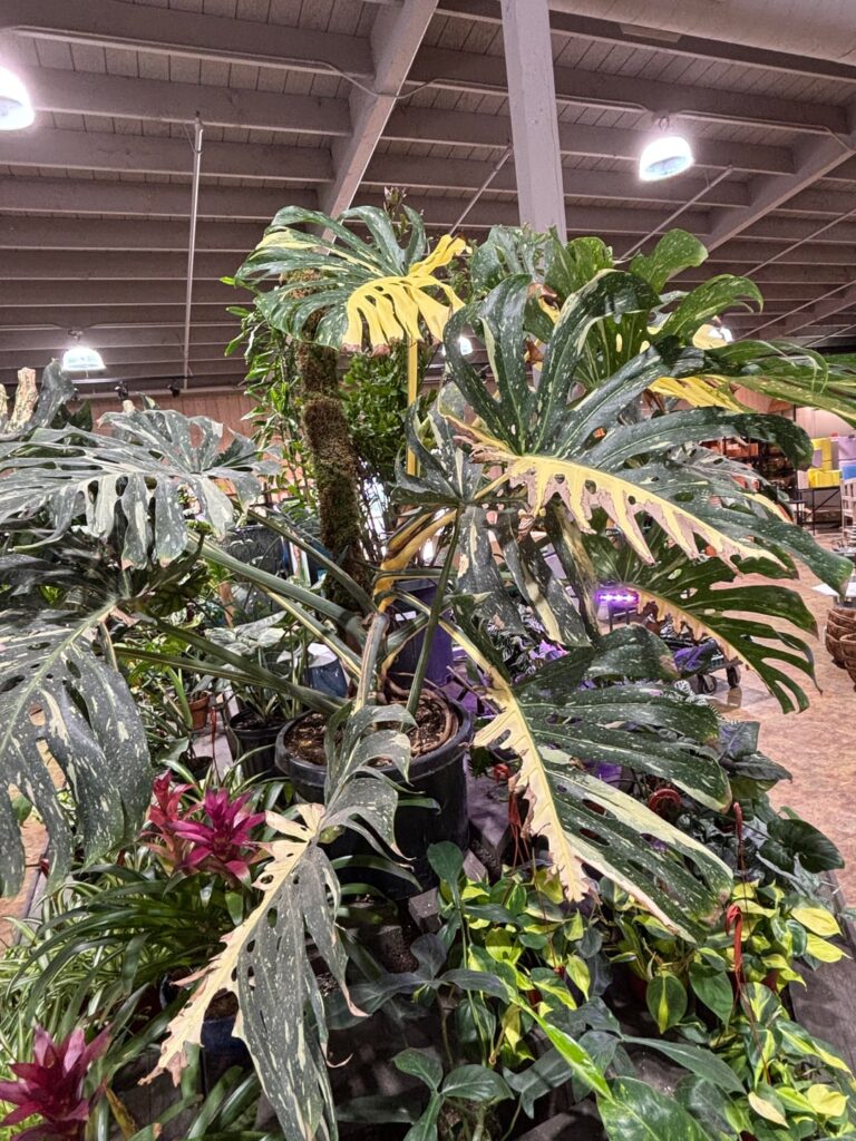 Huge monstera Thai cons