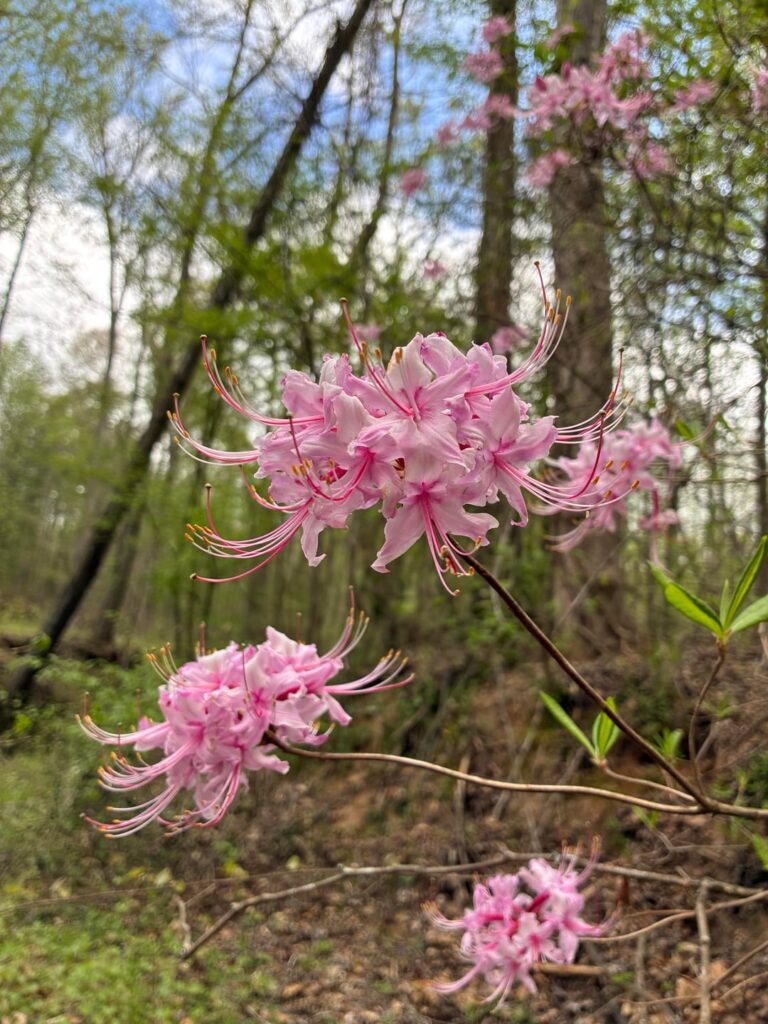 saw this while walking behind my house, upstate south carolina