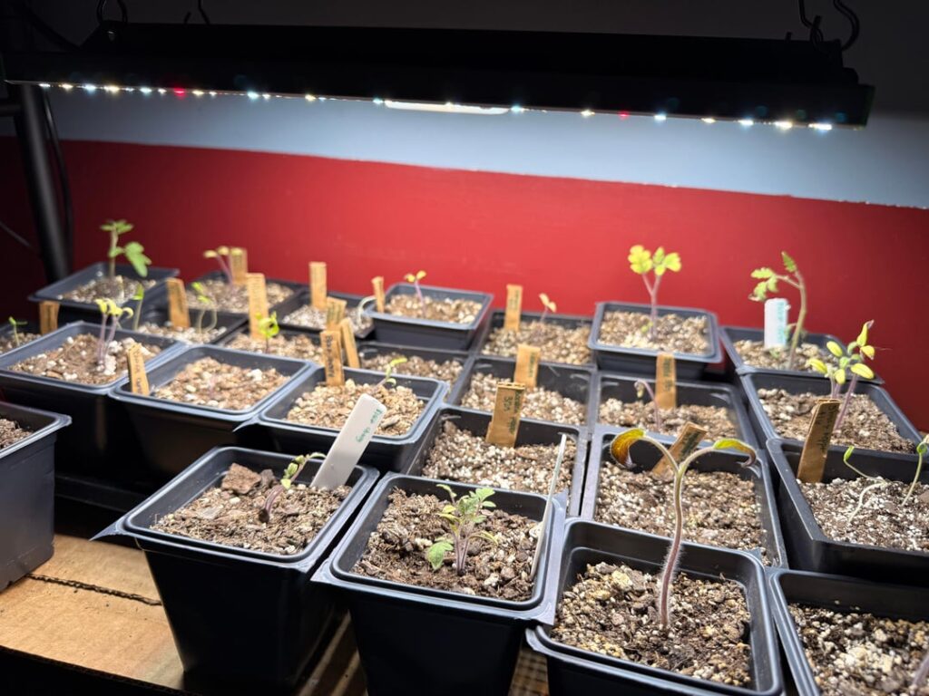 What is wrong with my seedlings? ☹️