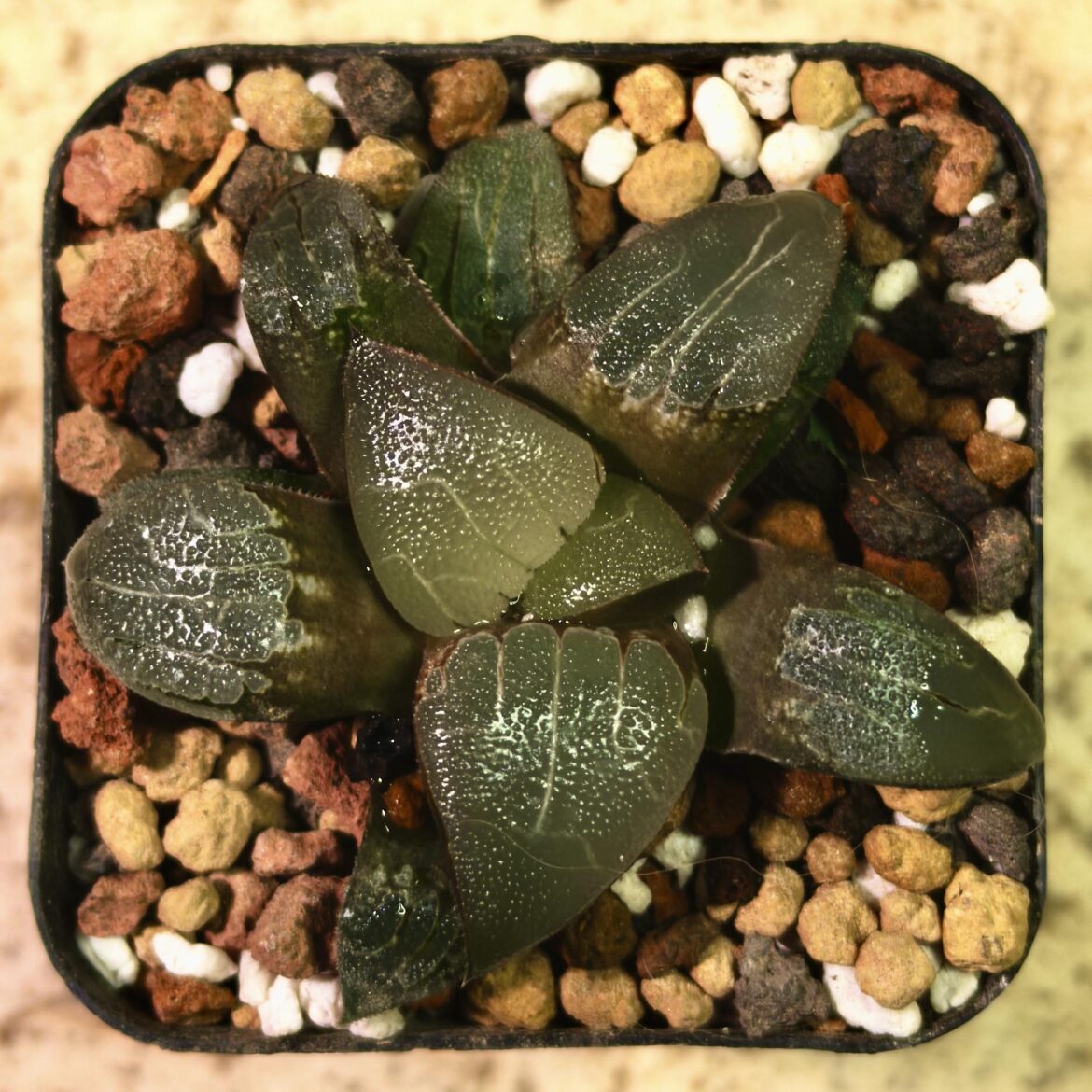 H. correcta hybrid