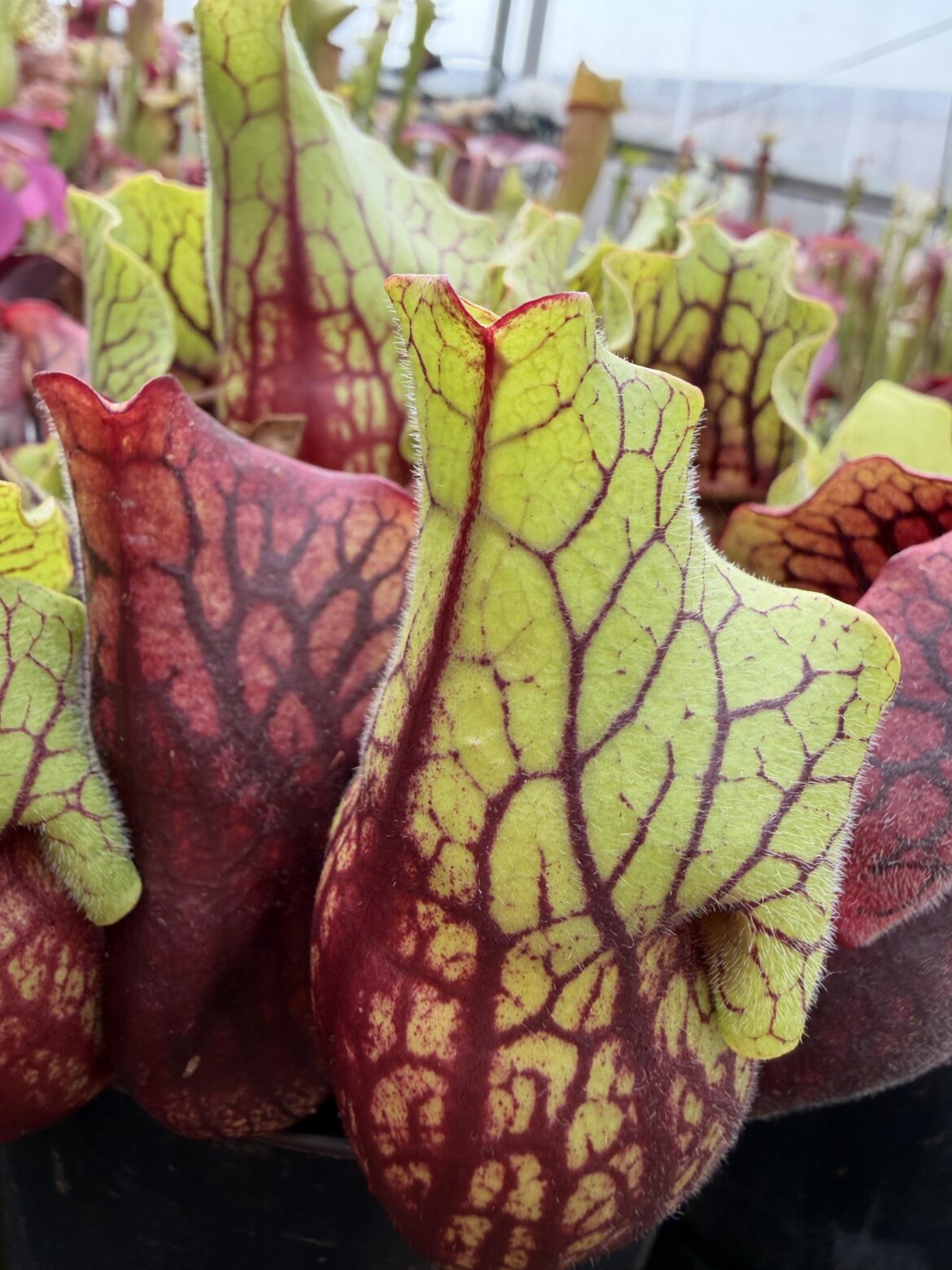 Sarracenia purpurea ssp. venosa var. Montana J x AA Jerry A. Clone