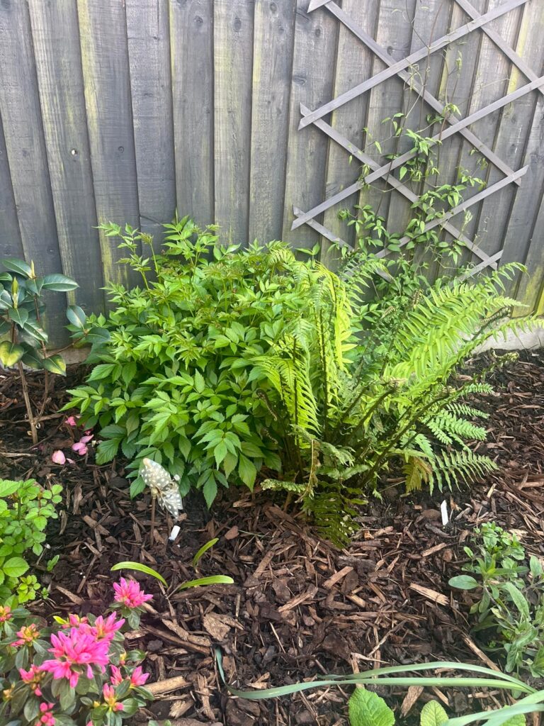Do you think this Astible is to close to the fern?