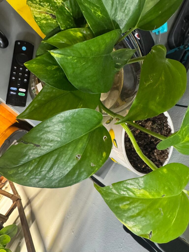 Normal, bug or illness