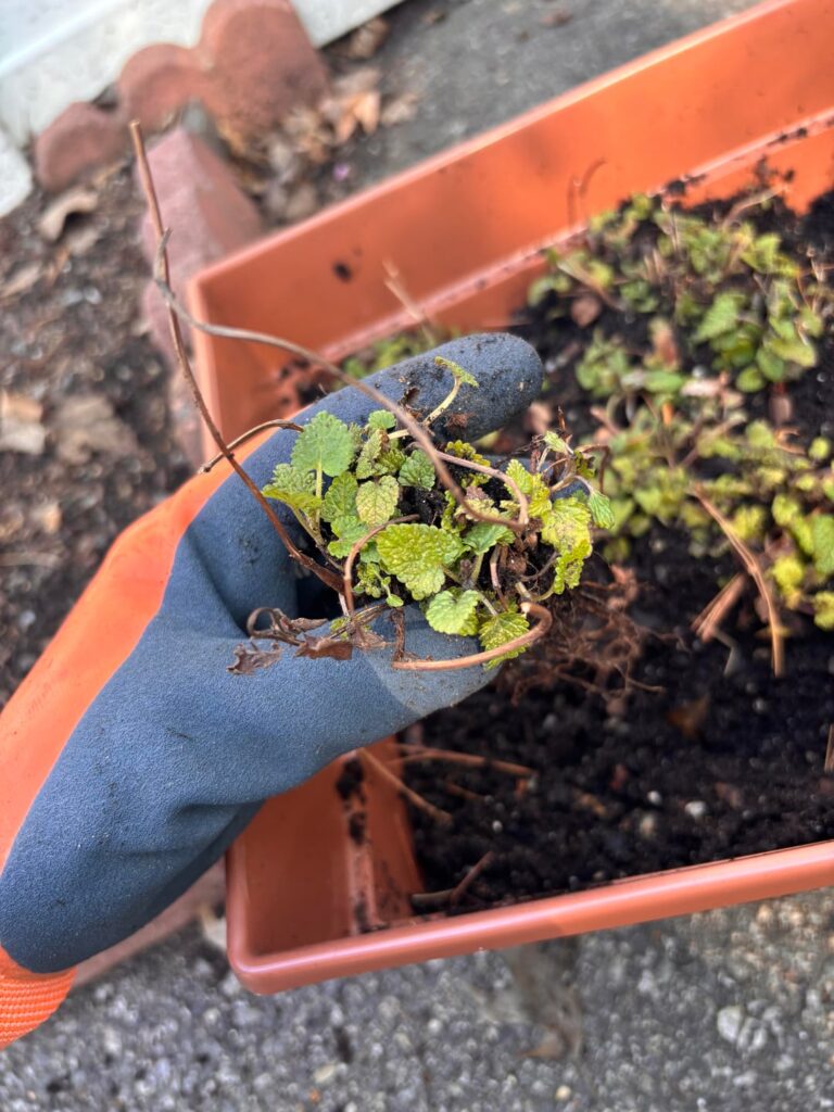 What plant is this