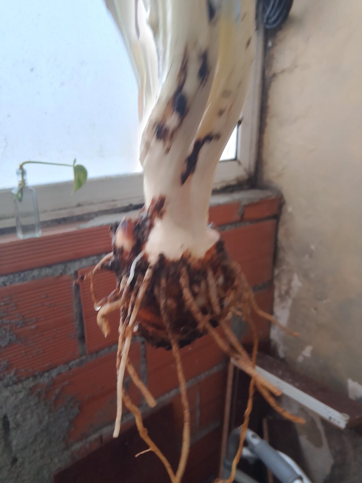 How to transition a Peace Lily to hydroponic setup