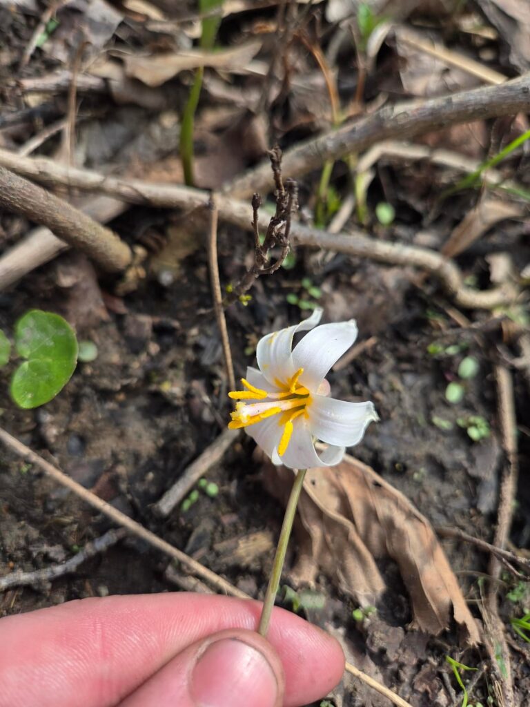 Flowers from a Midwest forest preserve