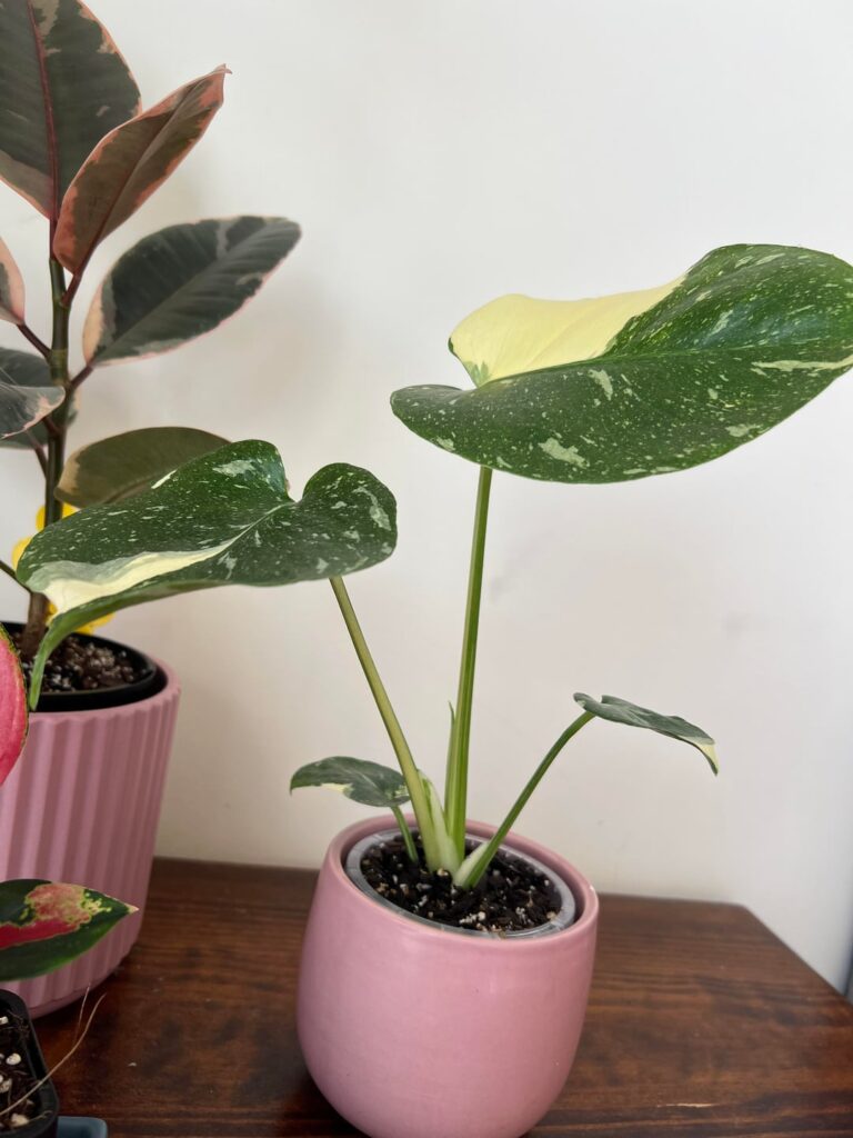 New leaf!