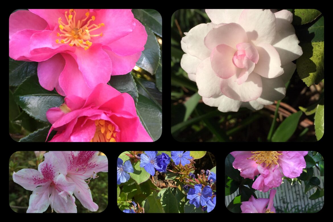 Australian Flowers